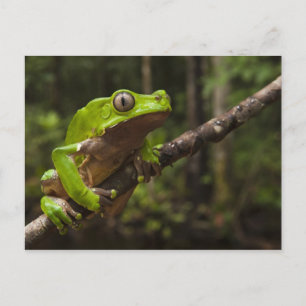 Jättebladgroda Phyllomedusa bicolor) Vykort