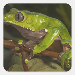 Jättebladpadda (Phyllomedusa bicolor) 3 Fyrkantigt Klistermärke