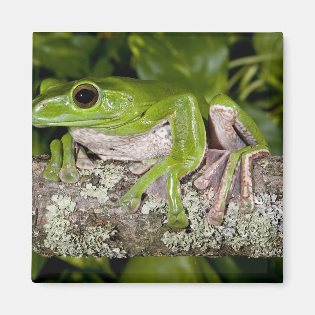 Jätteflygande groda, Polypedates dennysi ssp, Magnet (Framsidan)