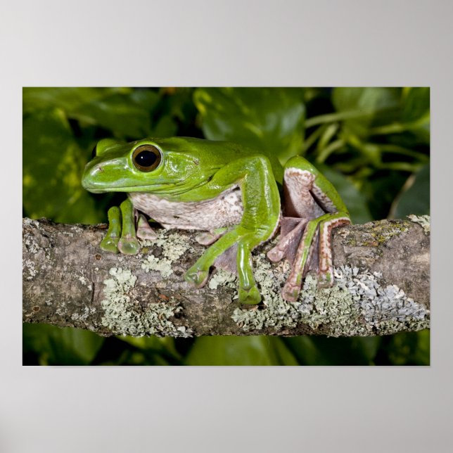 Jätteflygande groda, Polypedates dennysi ssp, Poster (Framsidan)