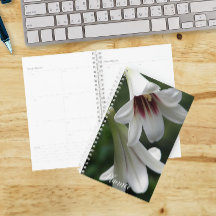 Jättehimalajajungfruliljor Blommig