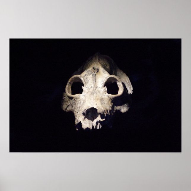 Jättelemur Poster (Framsidan)