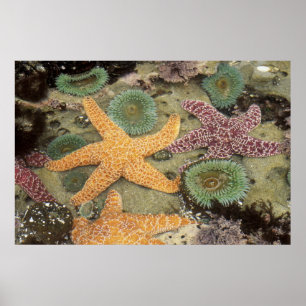 Jättelika gröna anemoner och ockra sjöstjärnor poster