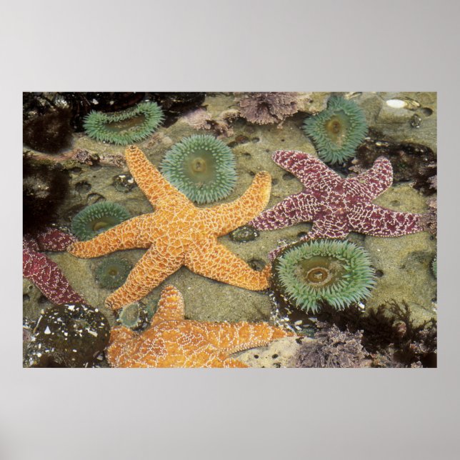 Jättelika gröna anemoner och ockra sjöstjärnor poster (Framsidan)