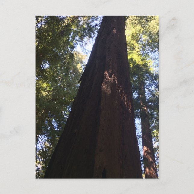 Jättelika Redwood-träd Vykort (Framsida)