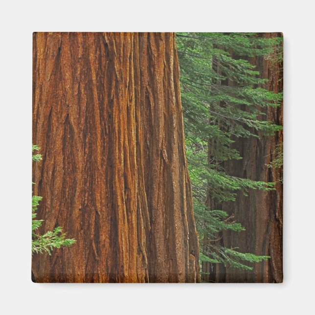 Jättelika sekvojastammar i skog, Yosemite Magnet (Framsidan)
