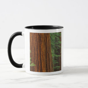 Jättelika sekvojastammar i skog, Yosemite Mugg