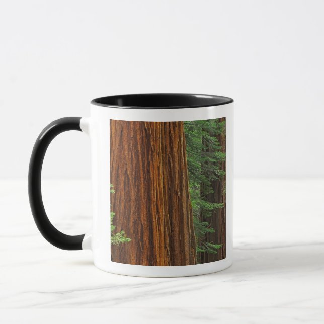 Jättelika sekvojastammar i skog, Yosemite Mugg (Vänster)
