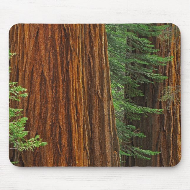 Jättelika sekvojastammar i skog, Yosemite Musmatta (Framsidan)