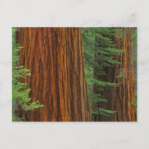Jättelika sekvojastammar i skog, Yosemite Vykort