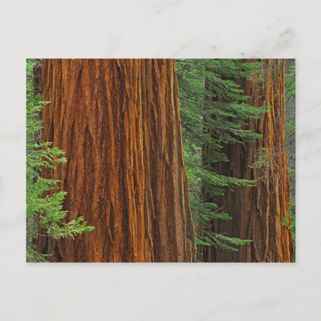 Jättelika sekvojastammar i skog, Yosemite Vykort (Framsida)