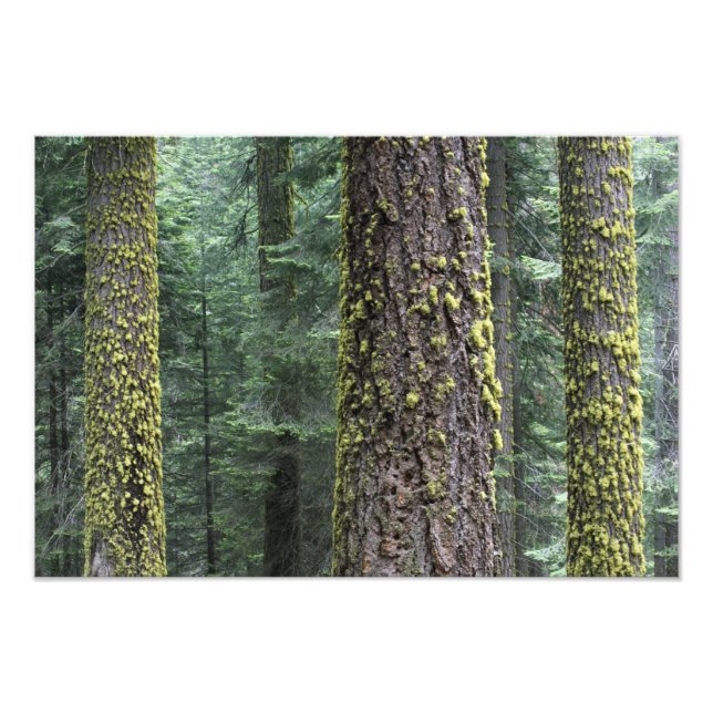 Jättelika sekvojaträd i skogen, Sequoia och Fototryck (Framsidan)