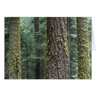 Jättelika sekvojaträd i skogen, Sequoia och Hälsningskort