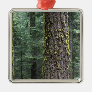 Jättelika sekvojaträd i skogen, Sequoia och Julgransprydnad Metall