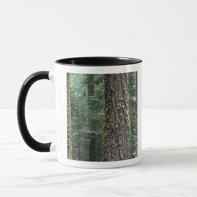 Jättelika sekvojaträd i skogen, Sequoia och Mugg (Vänster)