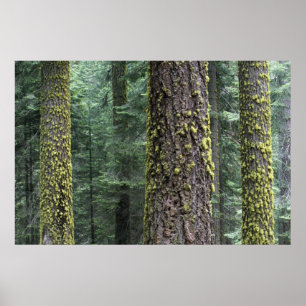 Jättelika sekvojaträd i skogen, Sequoia och Poster