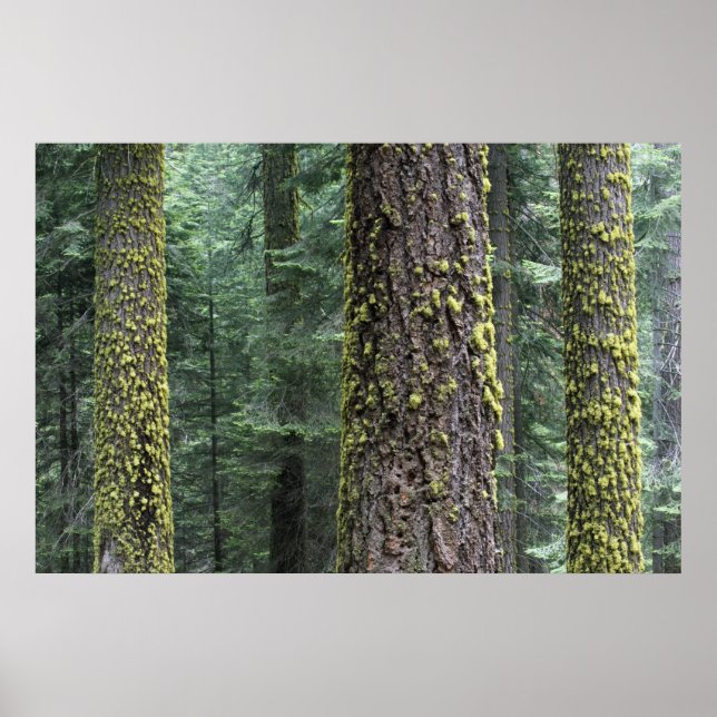 Jättelika sekvojaträd i skogen, Sequoia och Poster (Framsidan)