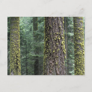 Jättelika sekvojaträd i skogen, Sequoia och Vykort