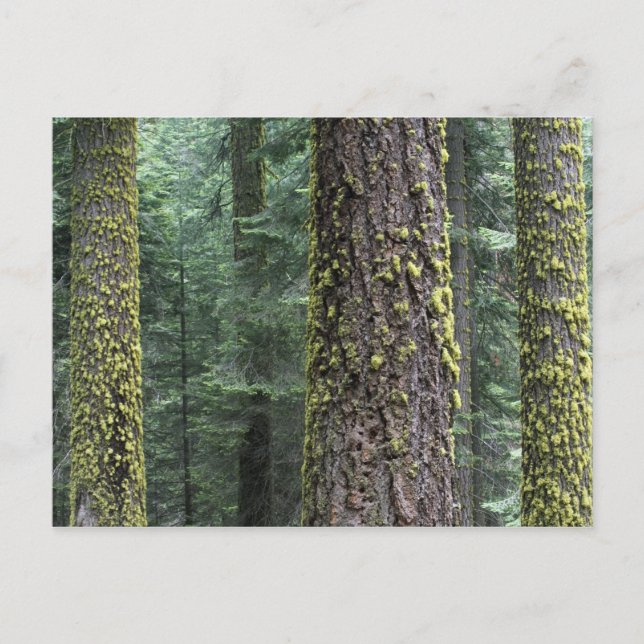 Jättelika sekvojaträd i skogen, Sequoia och Vykort (Framsida)
