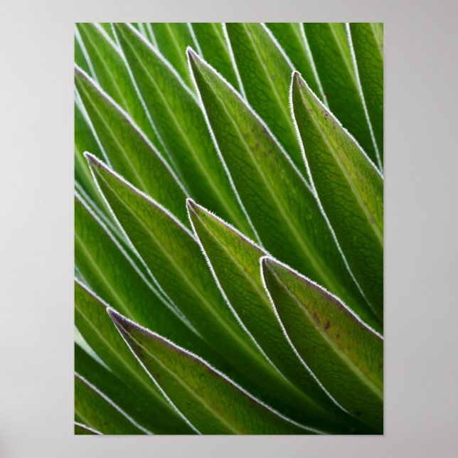JätteLobelia (Lobelia telekii) | Kenya, Afrika Poster (Framsidan)