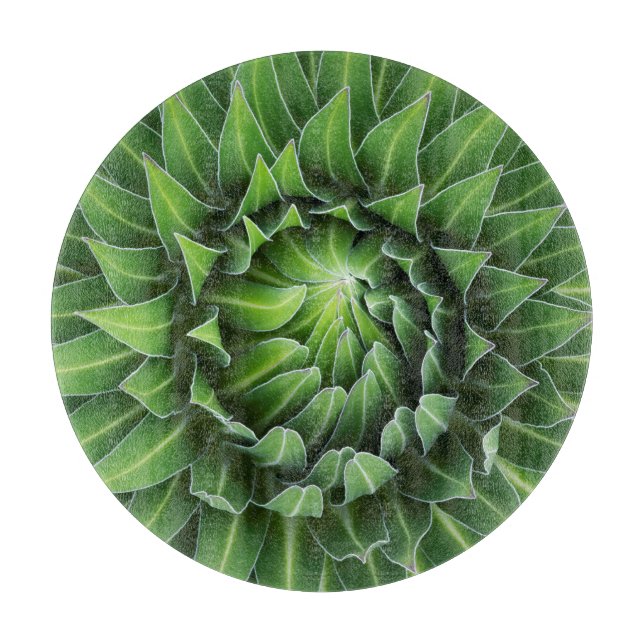 JätteLobelia | Mount Kenya nationalpark, Kenya (Framsidan)