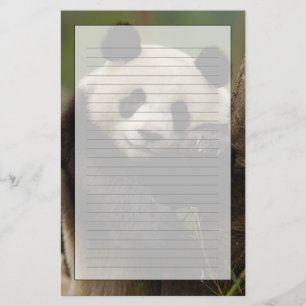 Jättepanda Ailuropoda melanoleuca) Familj Brevpapper