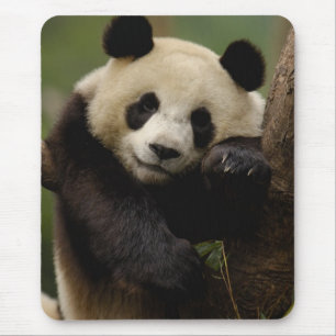 Jättepanda Ailuropoda melanoleuca) Familj Musmatta
