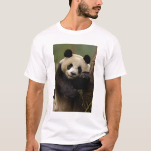 Jättepanda Ailuropoda melanoleuca) Familj Tröja