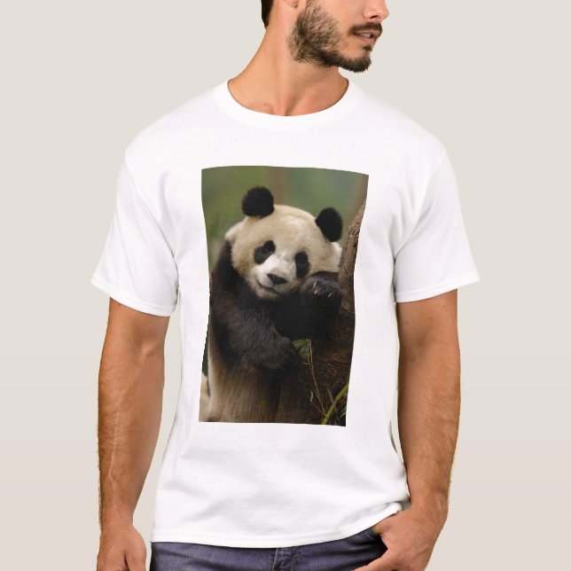 Jättepanda Ailuropoda melanoleuca) Familj Tröja (Framsida)