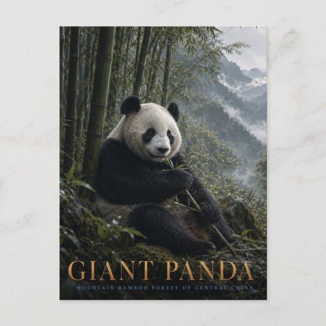 Jättepanda Bambu Skog DJUR Vykort (Framsida)