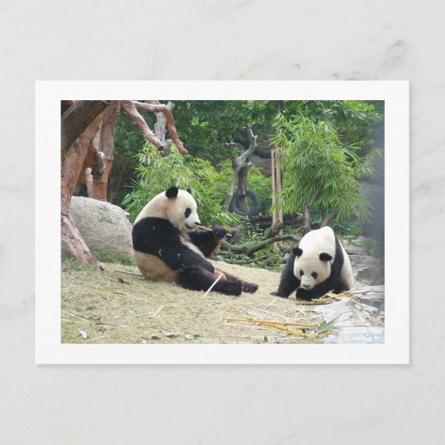 Jättepanda,bambu Vykort (Framsida)