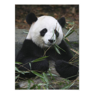 Jättepanda Fototryck