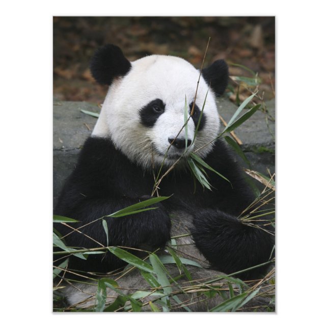 Jättepanda Fototryck (Framsidan)