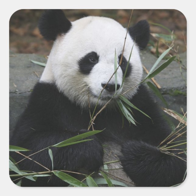 Jättepanda Fyrkantigt Klistermärke (Framsida)