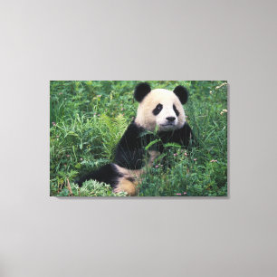 Jättepanda i gräset, Wolong Valley, Sichuan Canvastryck