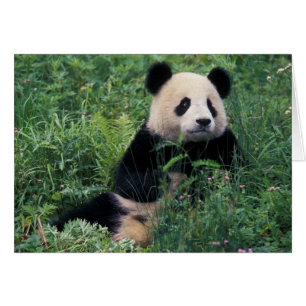 Jättepanda i gräset, Wolong Valley, Sichuan Hälsningskort