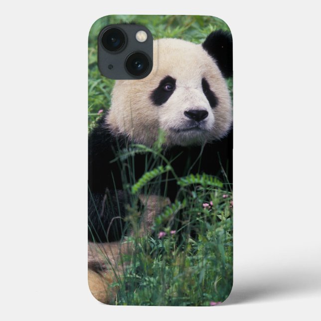 Jättepanda i gräset, Wolongdalen, Sichuan (Baksida)