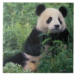 Jättepanda i gräset, Wolongdalen, Sichuan Kakelplatta