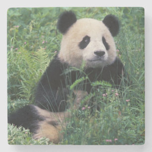Jättepanda i gräset, Wolongdalen, Sichuan Stenunderlägg