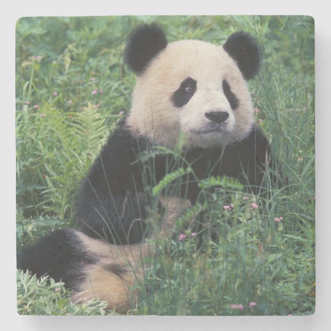 Jättepanda i gräset, Wolongdalen, Sichuan Stenunderlägg (Framsidan)