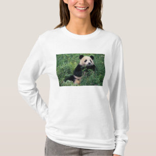 Jättepanda i gräset, Wolongdalen, Sichuan Tee