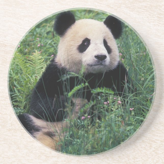 Jättepanda i gräset, Wolongdalen, Sichuan Underlägg Sandsten (Framsidan)