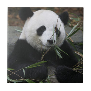 Jättepanda Kakelplatta