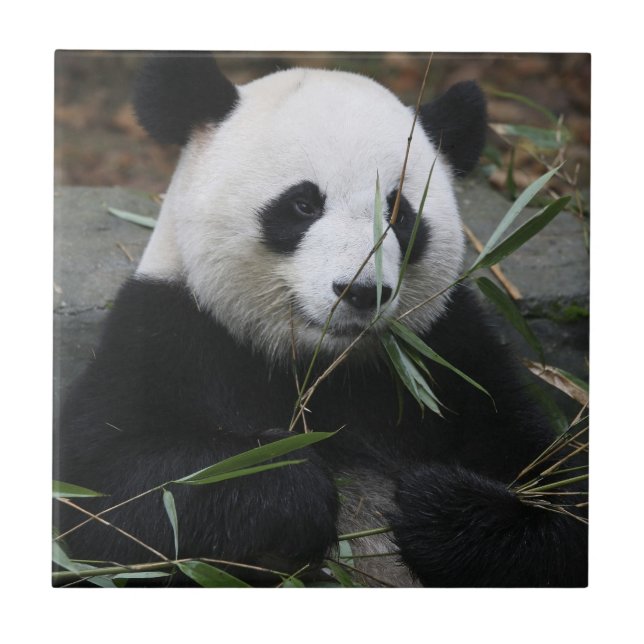 Jättepanda Kakelplatta (Framsidan)