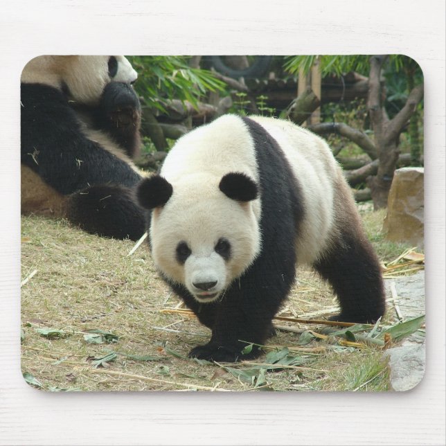 Jättepanda Musmatta (Framsidan)