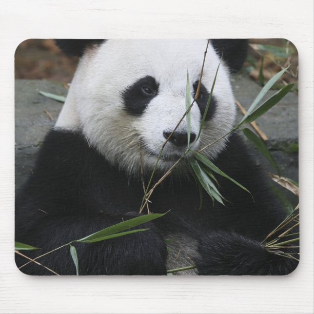 Jättepanda Musmatta (Framsidan)