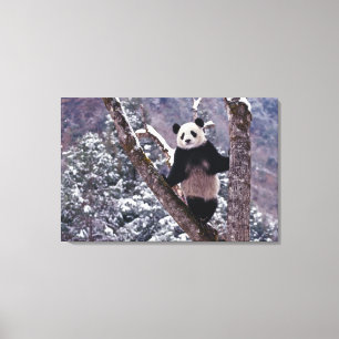 Jättepanda som står på ett träd, Wolong, Sichuan, Canvastryck
