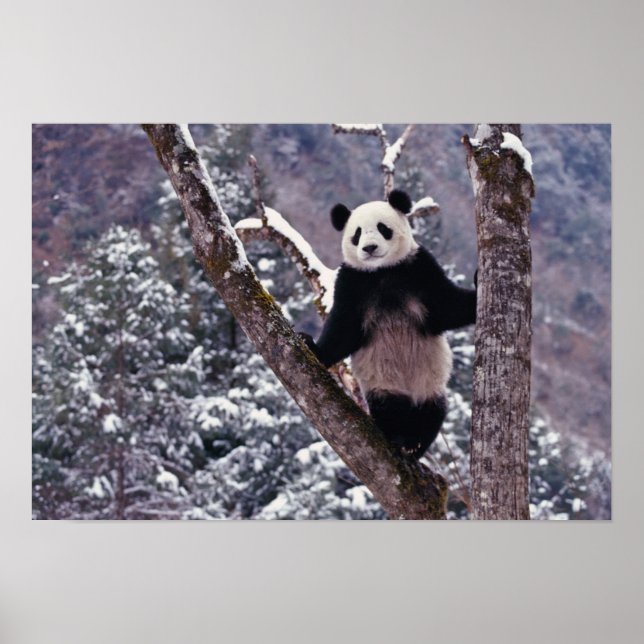 Jättepanda som står på ett träd, Wolong, Sichuan, Poster (Framsidan)