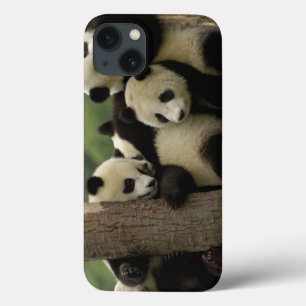 Jättepanda ungar Ailuropoda melanoleuca)