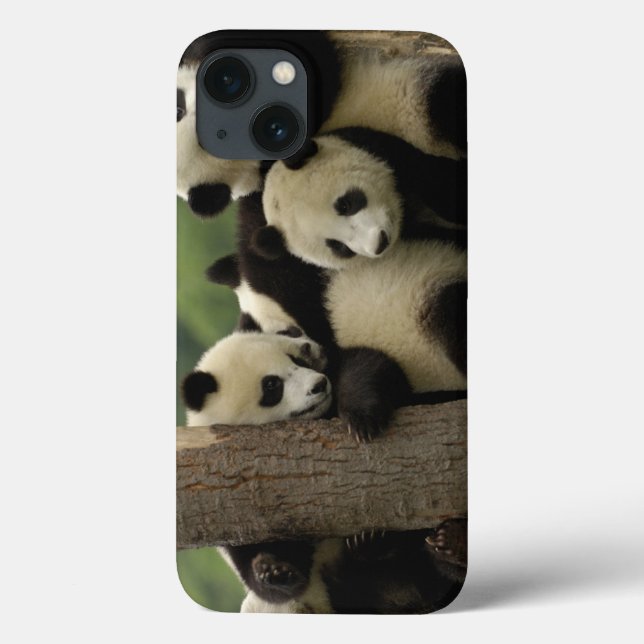 Jättepanda ungar Ailuropoda melanoleuca) (Baksida)